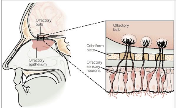 Structure of the external olfactory system the nose Olfactory epithelium on the roof of the nasal