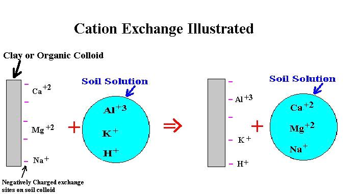 Ch. 4 - Clay Minerals, Rock Classification Page 12 Cation Exchange Capacity (cont.