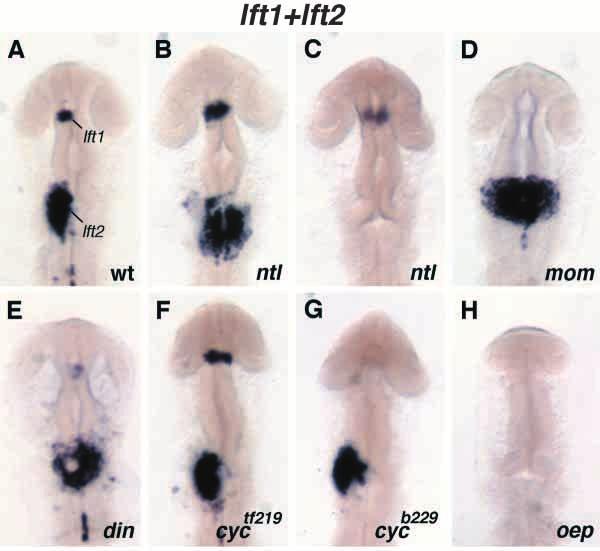 Midline control of left-right asymmetry 3571 Fig. 3. Examples of altered patterns of asymmetric lft1 and lft2 expression in zebrafish midline mutant embryos.