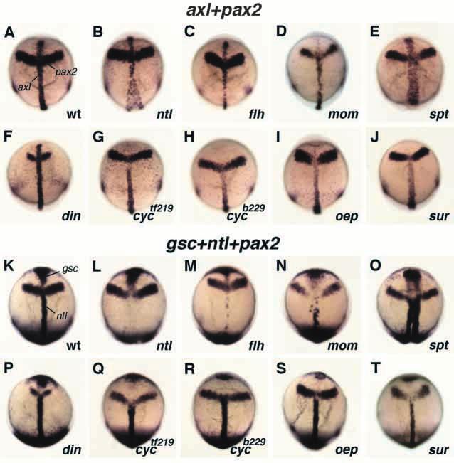 Midline control of left-right asymmetry 3573 Fig. 6. Expression patterns of midline mesendodermal marker genes are altered in zebrafish midline mutant embryos.