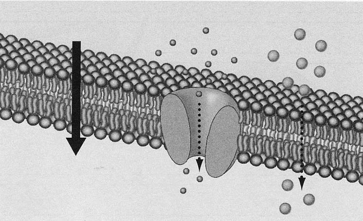 Figure 3.3 Question How does simple diffusion differ from facilitated diffusion? Figure 3.