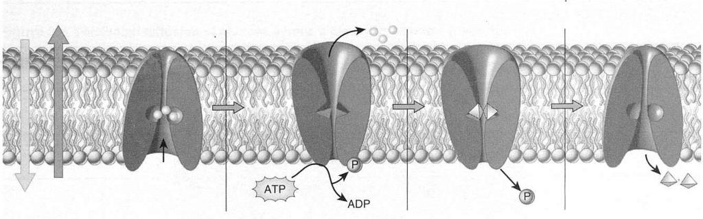 Figure 3.9 Question What is the role of ATP in the operation of this membrane pump? Referring to the figure in the text, label the structures and substances above. Figure 3.