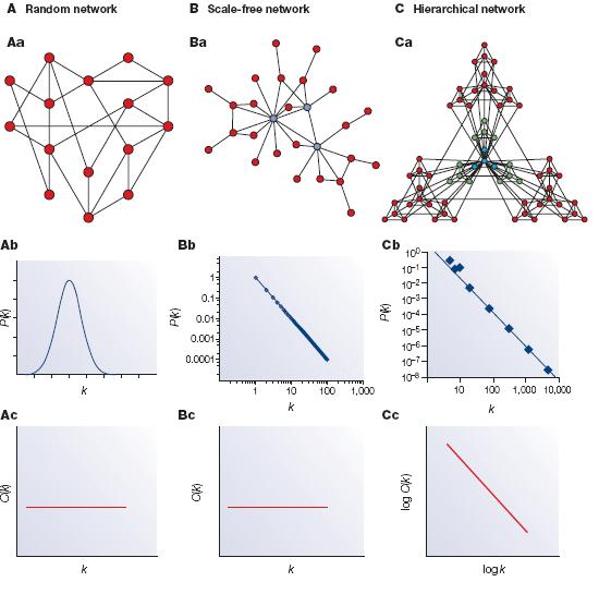 Scale Free Networks Preferential attachment: A new node connects to node i with probability: where k i is the degree of i Results in power-law degree distribution: p(k)~ k γ γ=3 for the evolution