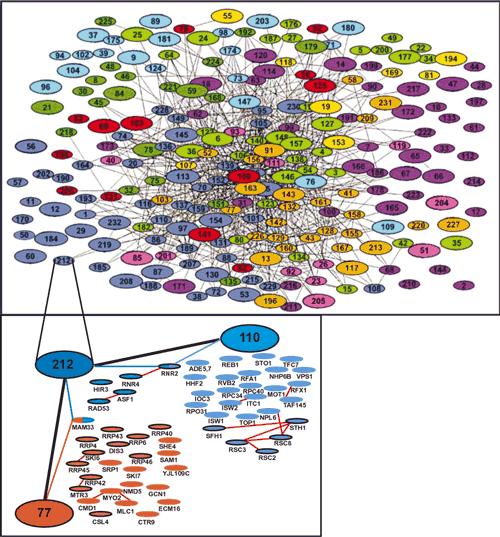 A Network of Protein Complexes http://www.genomenewsnetwork.org/articles/01_02/yeast_proteins_image1.shtml The protein complex network. Links connect complexes sharing at least one protein.