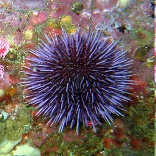 Overfishing Impliced In Se Urchin Epidemics Se urchin epidemics hve risen over he ls 30 yers, nd diseses hve decimed urchin populions in mny prs of he world.