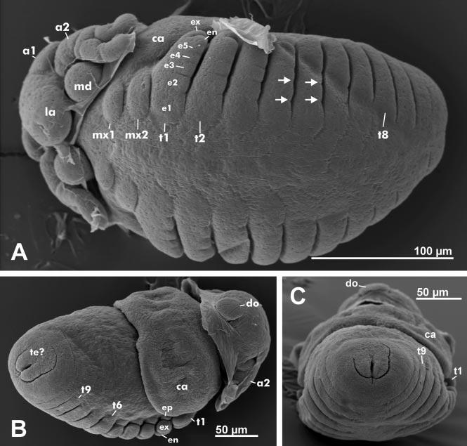 Development of Cyclestheria hislopi. Olesen Acta Zoologica (Stockholm) 80: 163±184 (April 1999) Fig. 4ÐCyclestheria hislopi. Larvae of stage IV, from same brood chamber as Fig. 3. ÐA, Ventral.