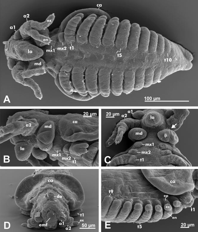 Development of Cyclestheria hislopi. Olesen Acta Zoologica (Stockholm) 80: 163±184 (April 1999) Fig. 6ÐCyclestheria hislopi. Larvae of stage VI, taken from same brood chamber as Fig. 5. ÐA, Ventral.