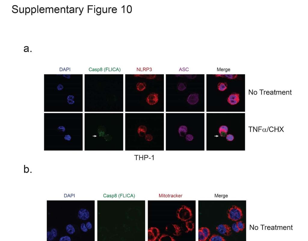 Supplementary Figure 10. Caspase 8 activation in THP 1 cells stimulated with TNF /CHX at 6 hours. A.