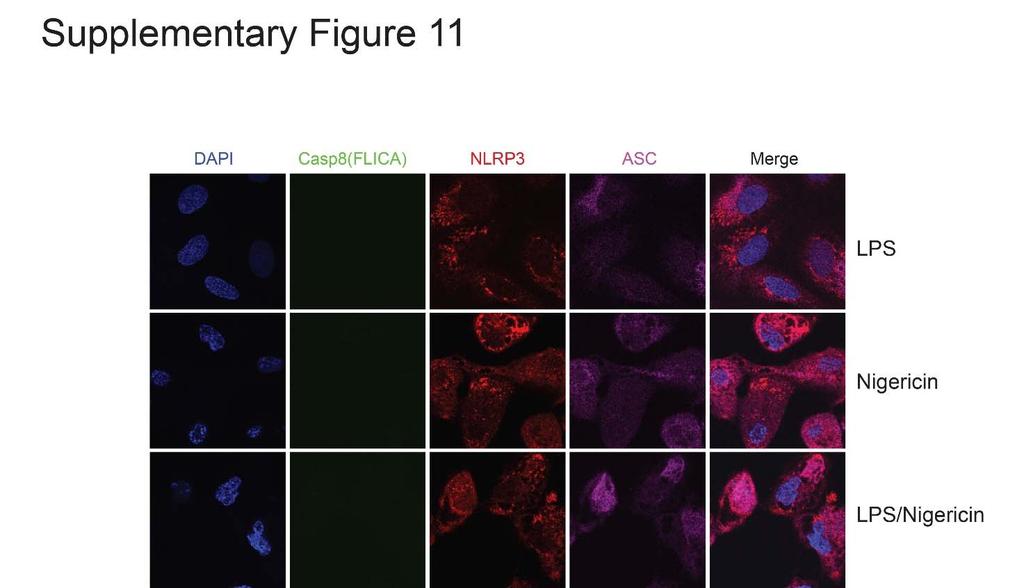 Supplementary Figure 11. Caspase 8 is not activated by the canonical NLRP3 agonist nigericin in HPTC.