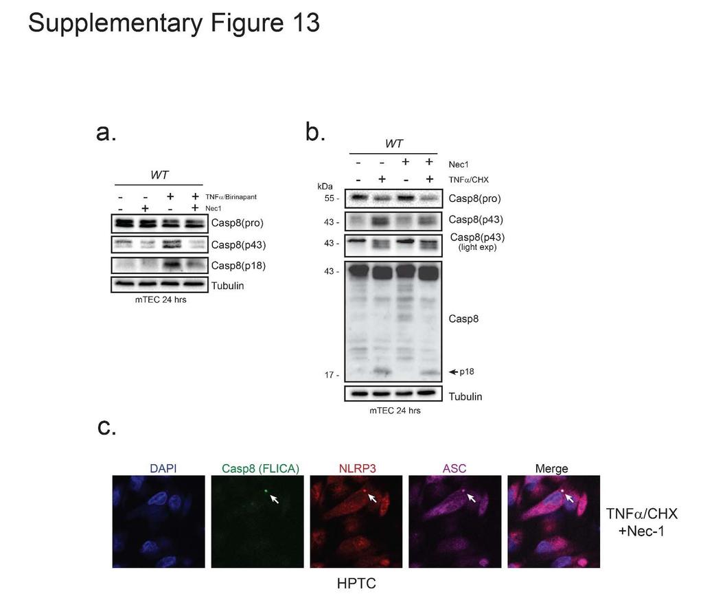 Supplementary Figure 13. Effect of the RIP1 inhibitor necrostatin 1 on epithelial cell apoptosis. A. Immunoblot probing for caspase 8 intnf /birinapant treated mouse TEC (wild type). B.