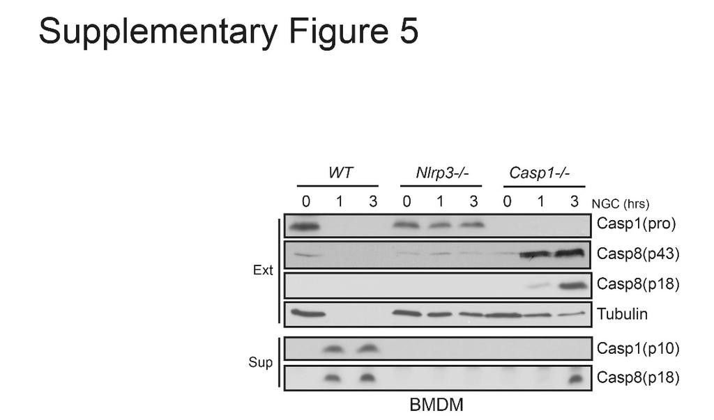 Supplementary Figure 5. Canonical inflammasome activation in bone marrow derived macrophages. Wild type, Nlrp3 / and Casp1/11 / BMDMs were treated with 20 μm nigericin for one and three hours.