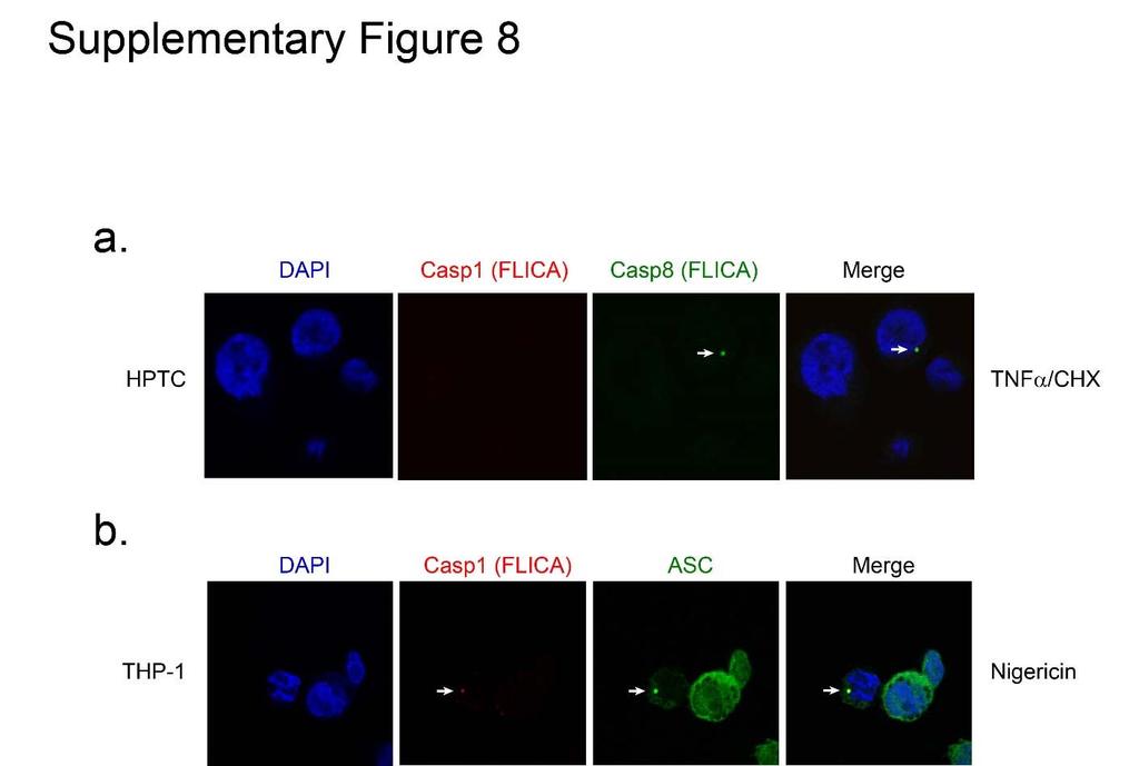 Supplementary Figure 8. Caspase 1 activation in HPTC and THP 1 cells. A.
