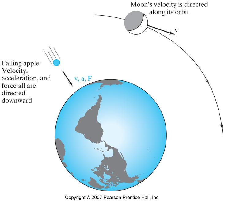The Idea of Gravity: The Apple and the Moon Newton saw a commonality between the motion of the