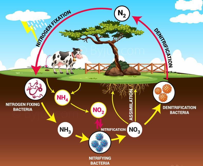 NITROGEN CYCLE: Nitrogen is removed by plants and Nitrogen is replenished mainly by decomposing plants and animals that have eaten ATMOSPHERIC PRESSURE: Due to, 99% of the atmosphere is within km of