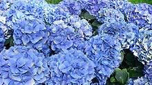 hydrangea blossoms vary from pink to blue ph-dependent