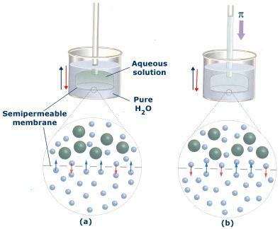 Osmotic pressure Osmosis - net flow of solvent molecules through a semipermeable membrane Solvent molecules go from a solution of lower concentration to a solution of higher concentration