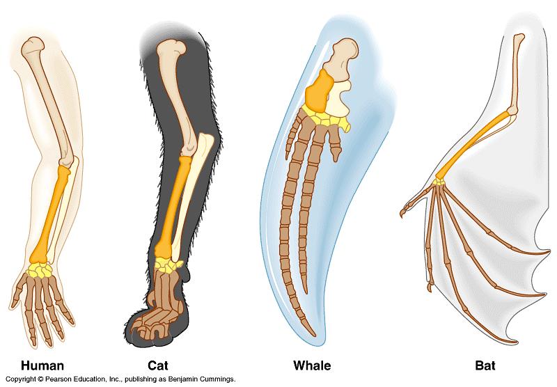 Homology characters share similar design and common evolutionary origin bird wing and mammal limb sexual