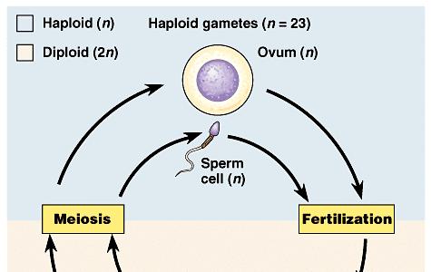 Sexual Reproduction genes from two parent fusion of