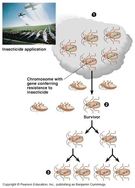 insecticide resistance in insects Insects with chromosome for resistance