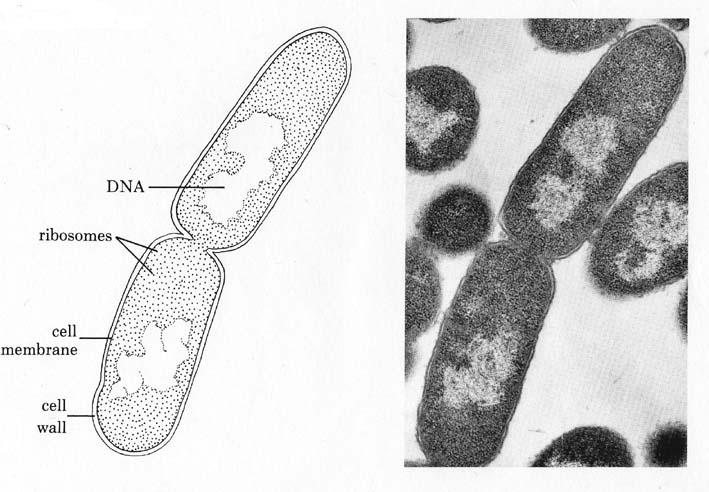 Prokaryotes Unicellular Variously shaped Do not produce spores