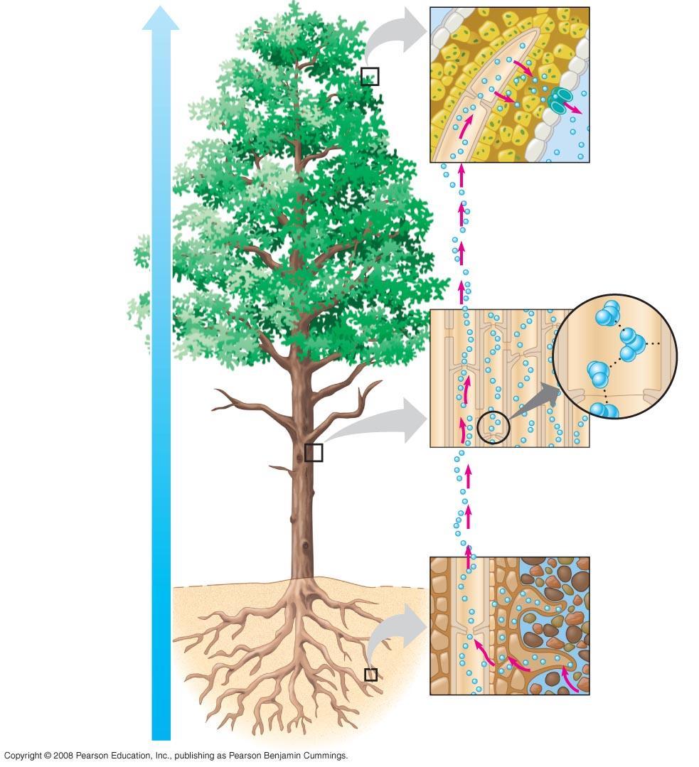 Water potential gradient Fig. 36-15 Xylem sap Outside air ψ = 100.0 Mpa Leaf ψ (air spaces) = 7.0 Mpa Leaf ψ (cell walls) = 1.