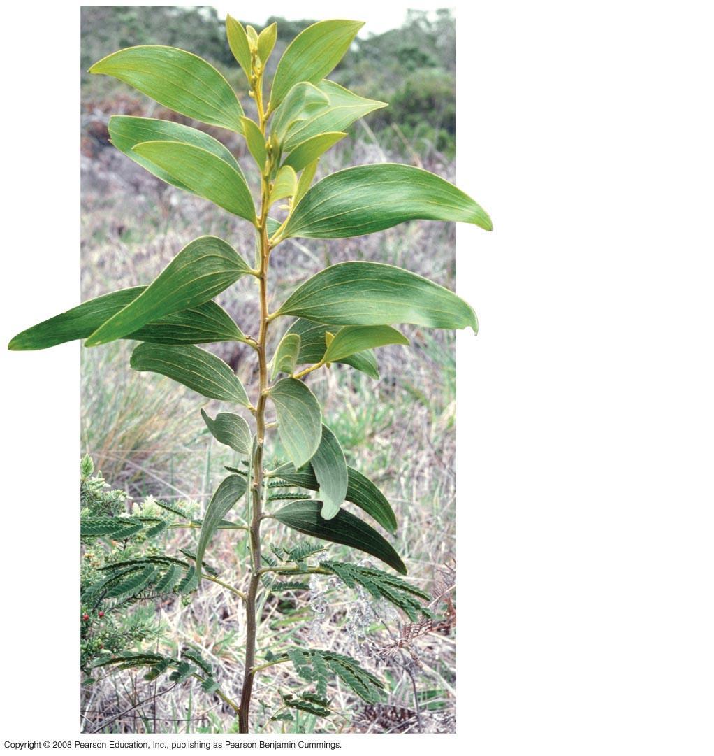 Fig. 35-32 Leaves produced by adult phase of apical