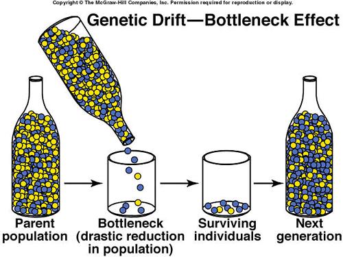 Genetic Drift Example: BOTTLENECK EFFECT a population experiences an event (storm, sickness, over hunted by humans) that causes it to decrease in