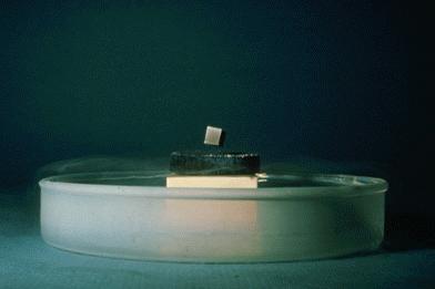 sample will lose its superconductivity and