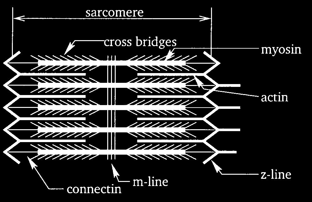 Force producing units: Sarcomeres Structure