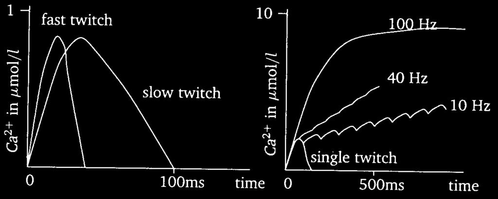 twitch, white, glycolytic (anaerobe), not fatigue