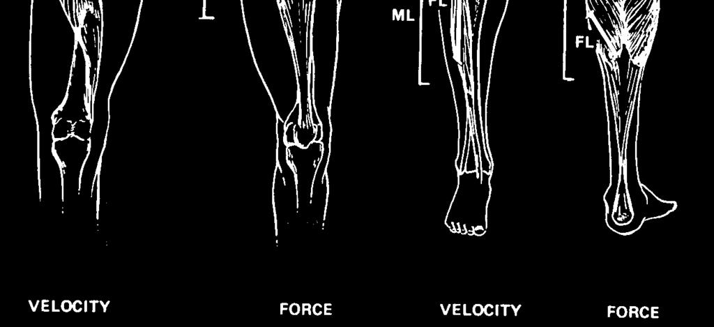 ) Shorter trajectory Muscle structure Force-length relationship Force-velocity