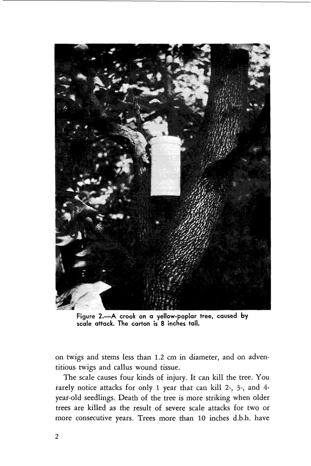 Figure 2.-A crook on a yellow-poplar tree, caused by scale attack. The carton is 8 inches tall. on twigs and stems less than 1.2 cm in diameter, and on adventitious twigs and callus wound tissue.