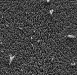 15 needle like random oriented nanorods are observed. At a ph of 1.