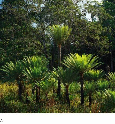 Plants as Climate Indicators Sensitive indicators of change Cycads Tropics and