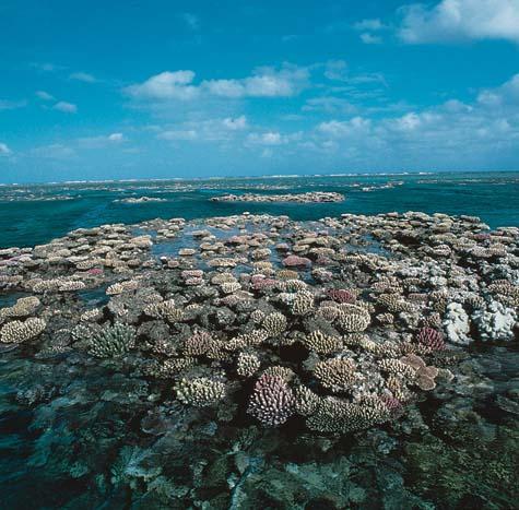 Marine Realm Corals Most require warm water Common in tropics Reef builders Coral