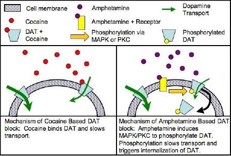 Drug and drug design A drug is a key molecule involved in a particular metabolic or signaling pathway that is specific to a disease condition or pathology.