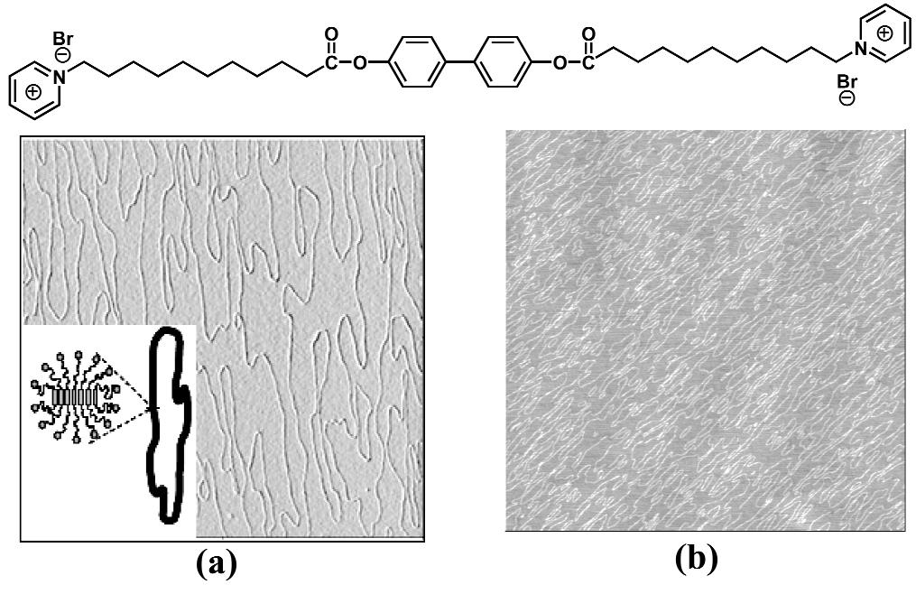 Interfacial assembly of amphiphiles 1019 Fig. 4 Cylindrical micelles of BP-10 on a mica sheet. (a) In situ AFM observation with a possible model picture; (b) ex situ AFM observation.