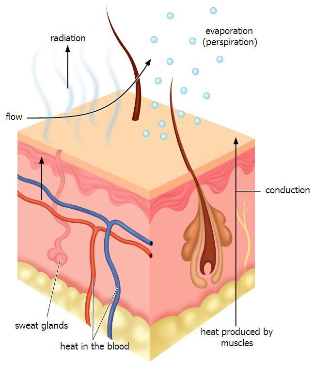 Evaporation As temperature increases the body can not maintain the thermal balance solely by conduction and radiation.