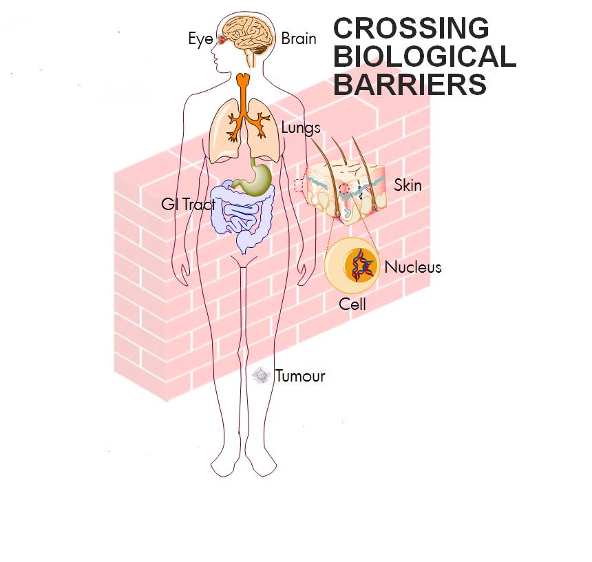 Biological barriers Biological barriers inhibit drug delivery throughout the body For efficient drug delivery, drugs must be able to reach their target site of action The blood brain barrier is very