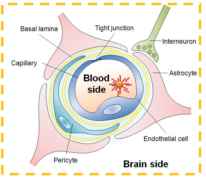 The blood brain barrier For Transmembrane diffusion of small molecules: <400 Daltons and high lipid solubility Approaches to bypassing this barrier: Disruption of the blood brain barrier tight