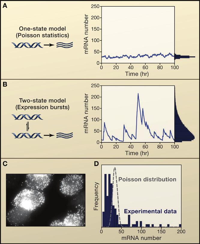 Figure 3. The Contribution of Transcriptional Bursts to Cell-to-Cell Variability (A) Transcription without bursts with a relatively small amount of noise.