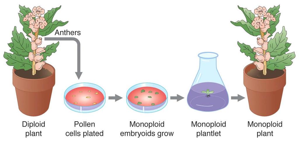 Generating monoploid plants by tissue culture Pollen (haploid) are grown in tissue culture in the presence of certain