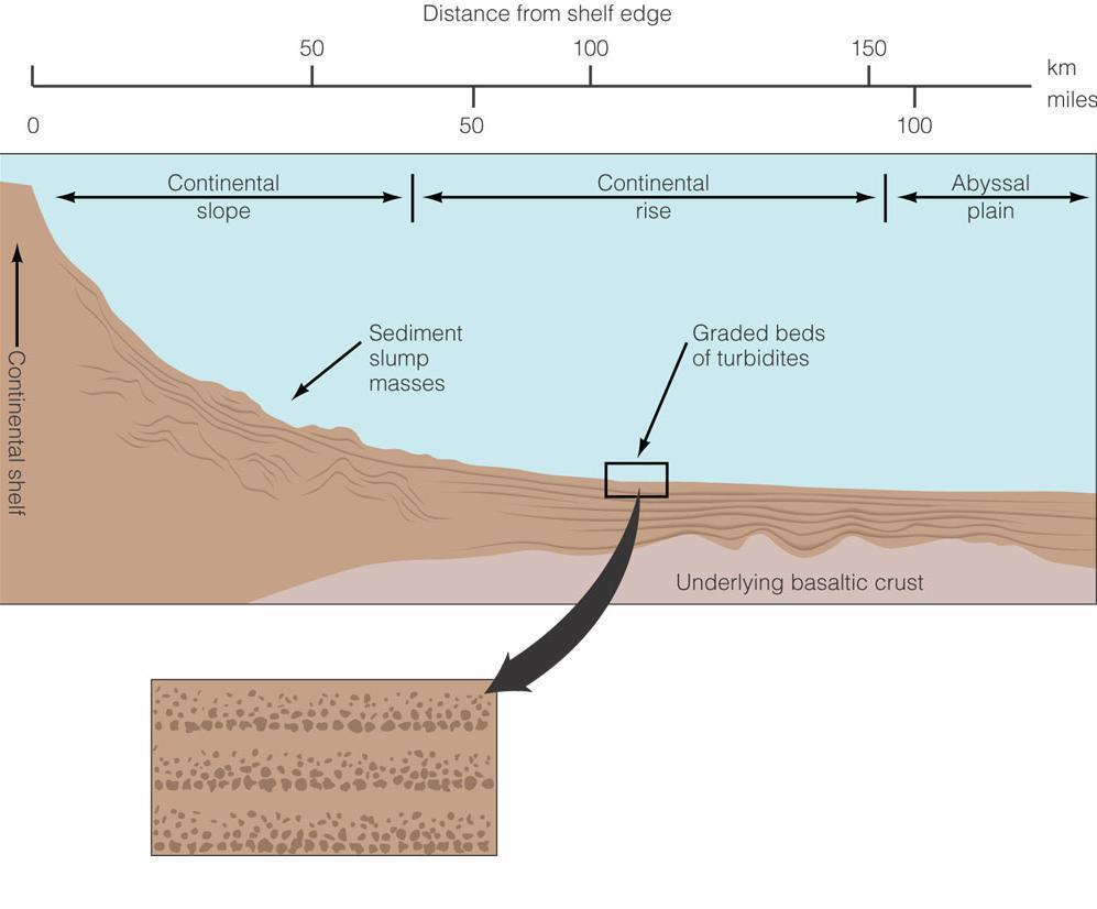 Turbidity Currents Density driven mudslides off continental shelf Triggered by earthquakes or other physical