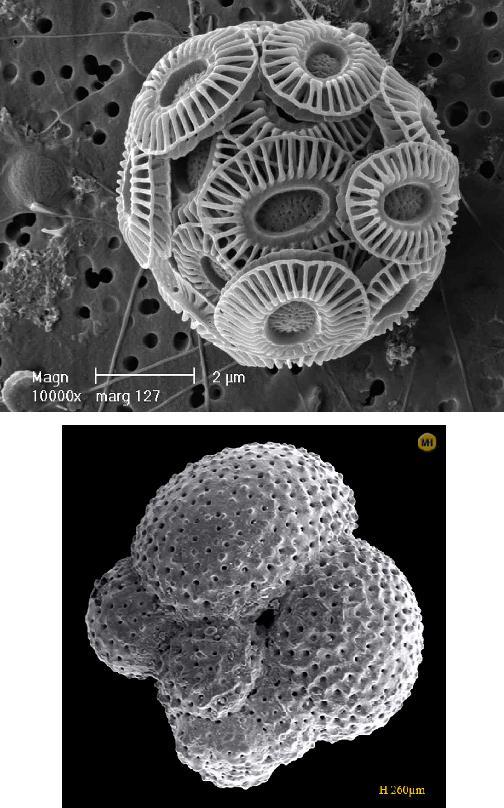 Coccolithophores Silicious: containing