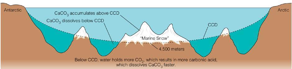 Carbonate Compensation Depth Water depth where the rate at which calcareous sediments are delivered to the seabed is equal to the rate at which those sediments dissolve CaCO3 is more