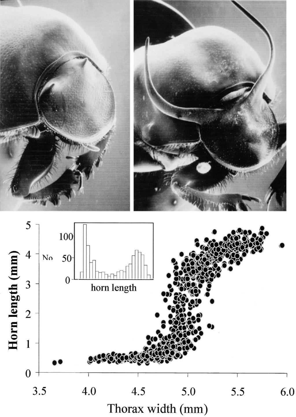 16 EVOLUTION & DEVELOPMENT Vol. 5, No. 1, January February 2003 Fig. 7. Horn polyphenism in males of the beetle Onthophagus taurus. Horns are sigmoidally allometric with body size.