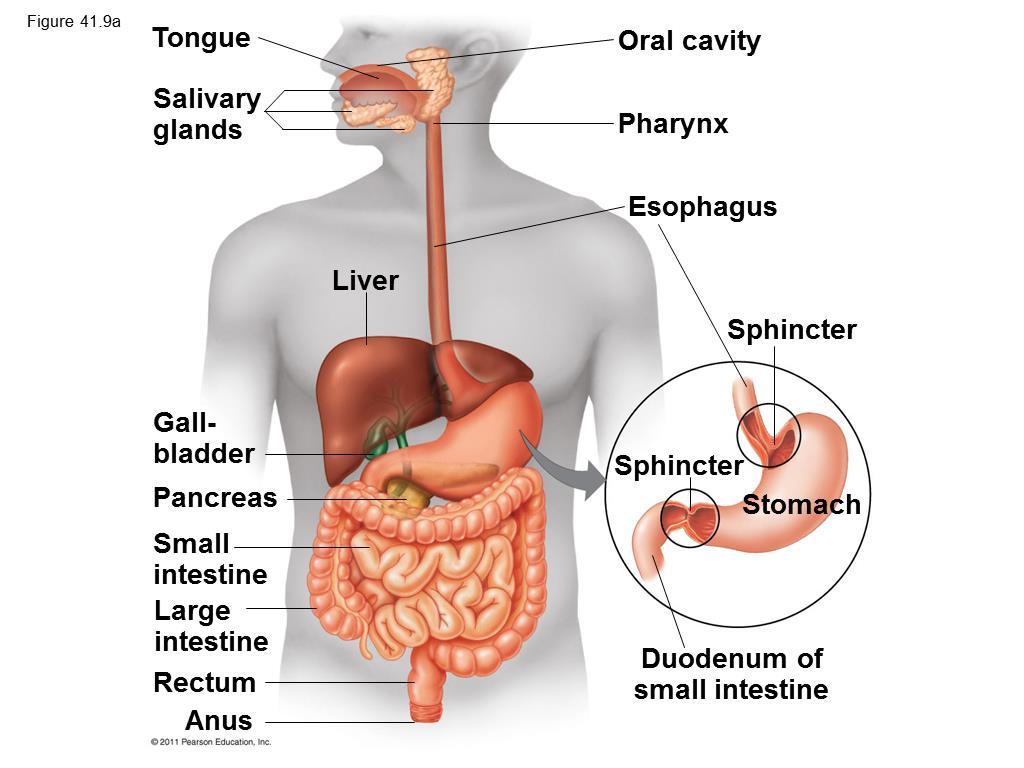 One-way digestive tract or an alimentary canal