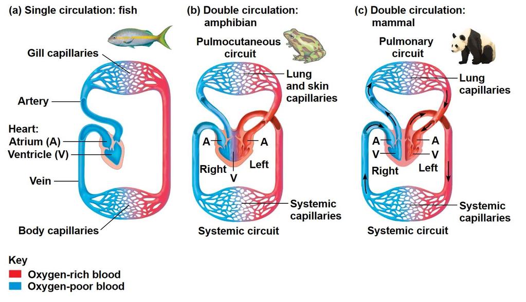 Circulatory systems in