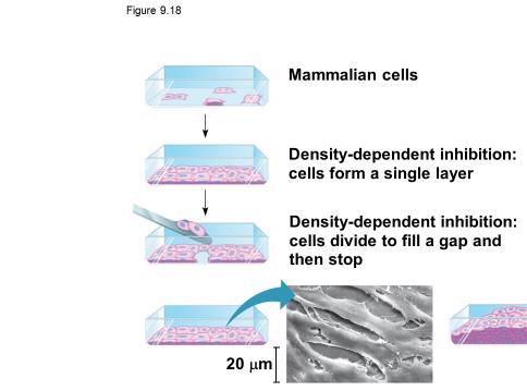Cell density