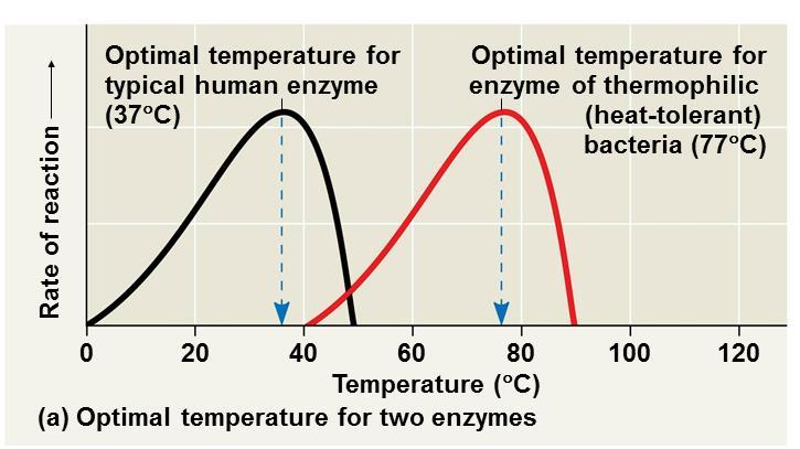 Temperature affects cell activities